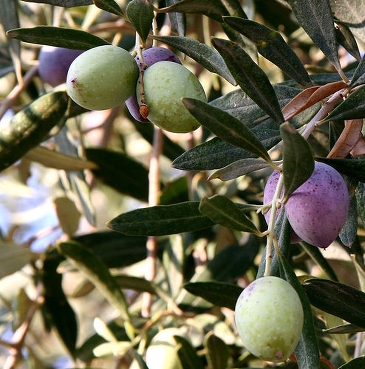 Les noyaux d'olive : combustible de biomasse 