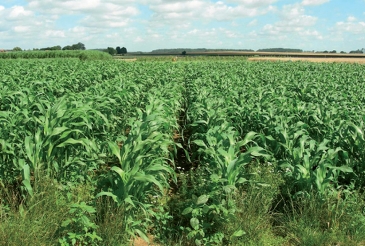 Résidus de la production céréalière tels le maïs peuvent être utilisés dans une chaudière à biomasse d’AET telle Zignago Power